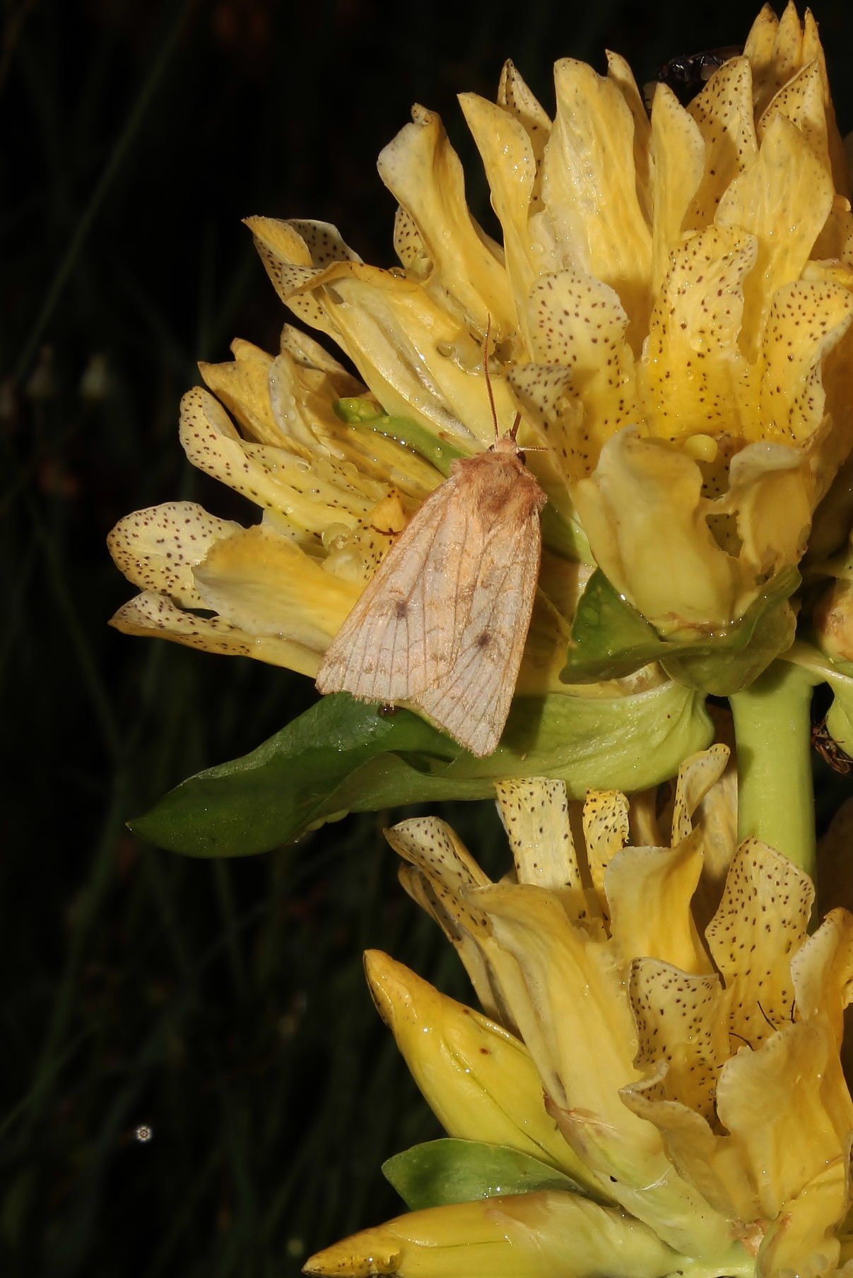 Lepidoptera da determinare-6